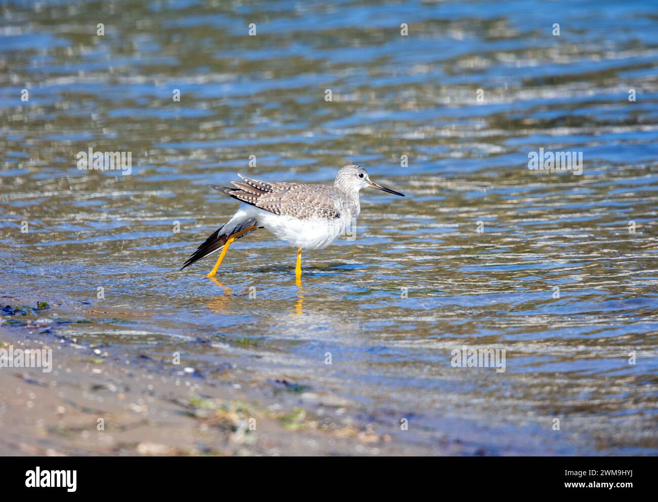 Greater Yellowlegs Stretching Wing Banque D'Images