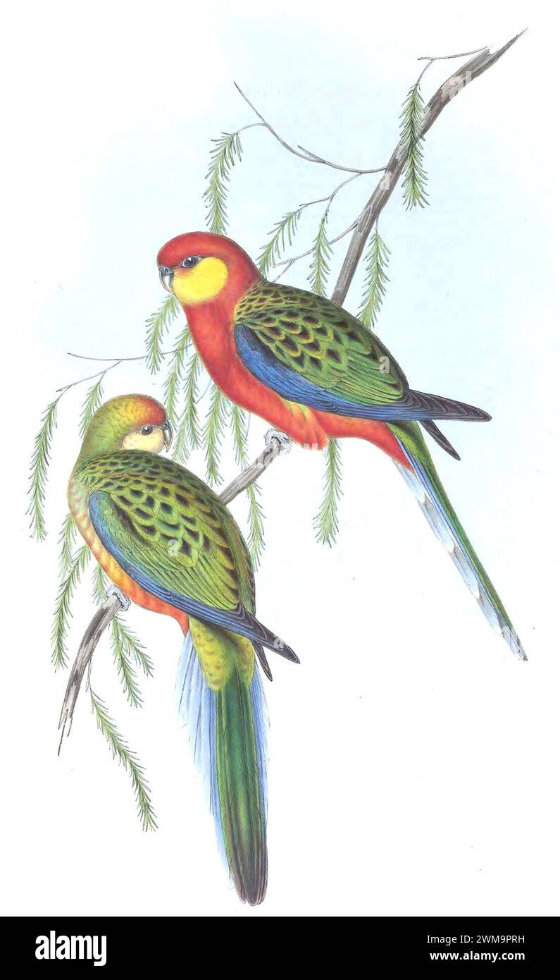 Birds of Australia Gould vol 5 planche 29. Banque D'Images