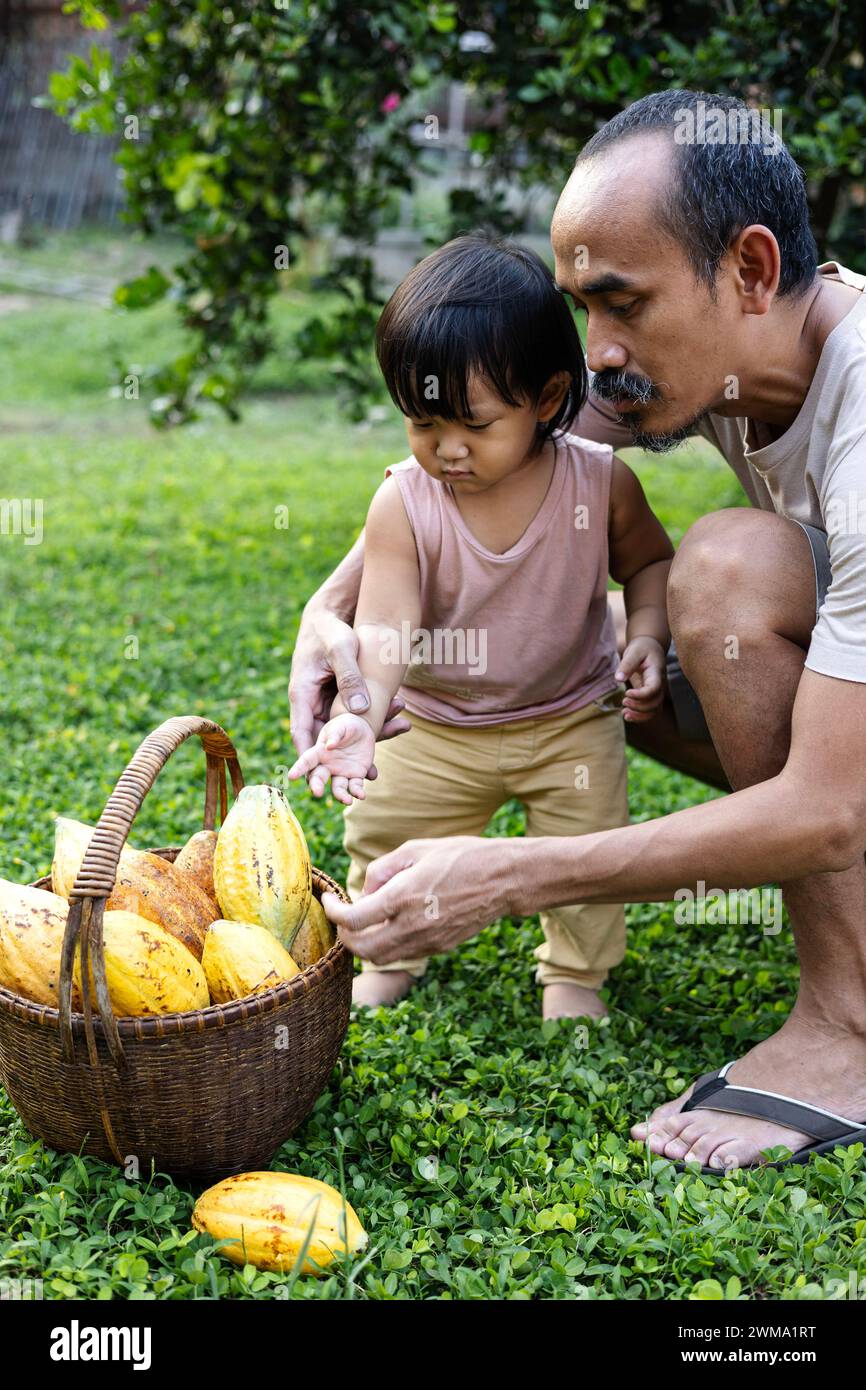Père enseigne à son fils la culture du cacao. Fruits de cacao dans le panier en bambou. Banque D'Images