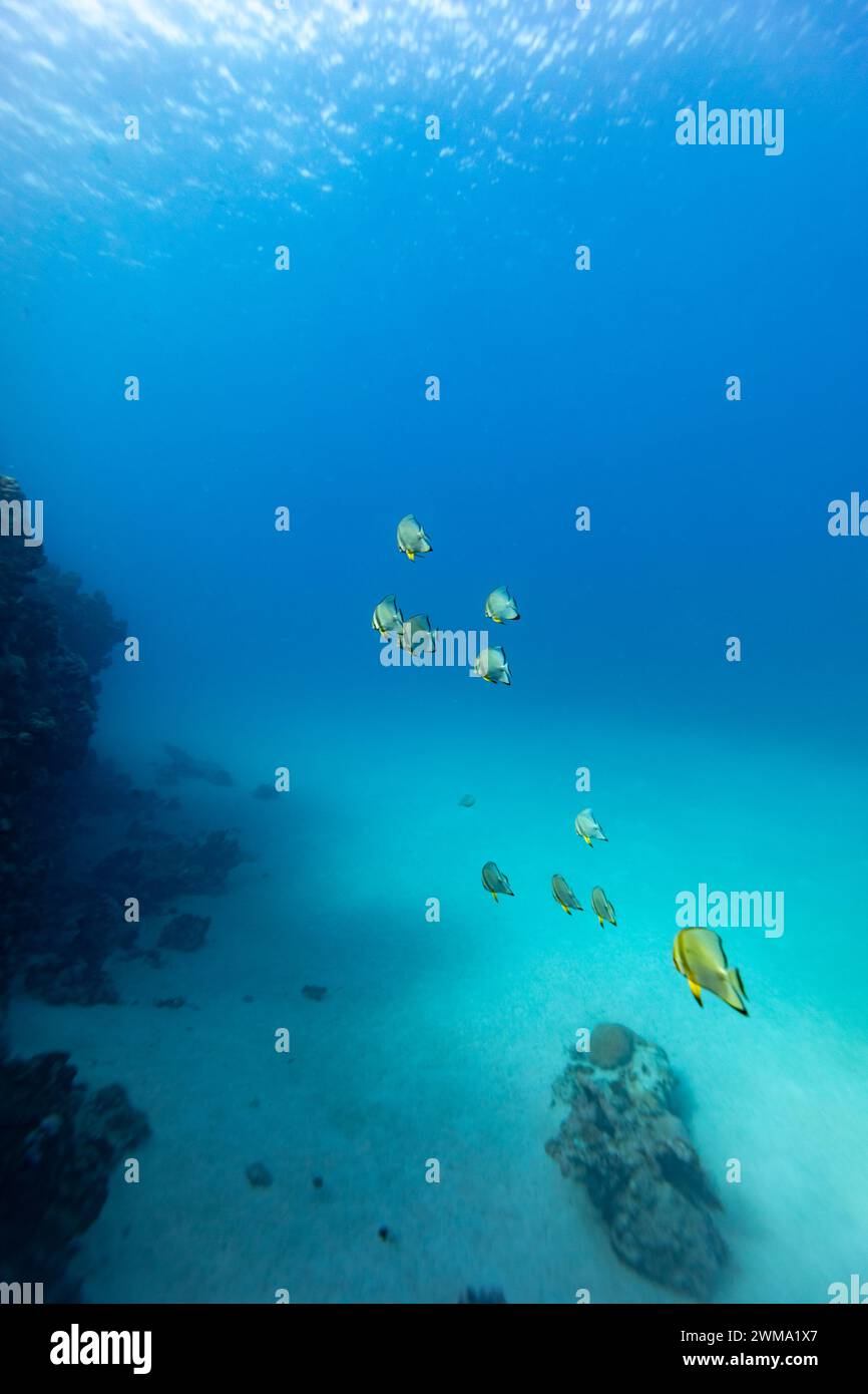 École de poissons chauves-souris nager dans les eaux bleues avec plongeur à distance Banque D'Images