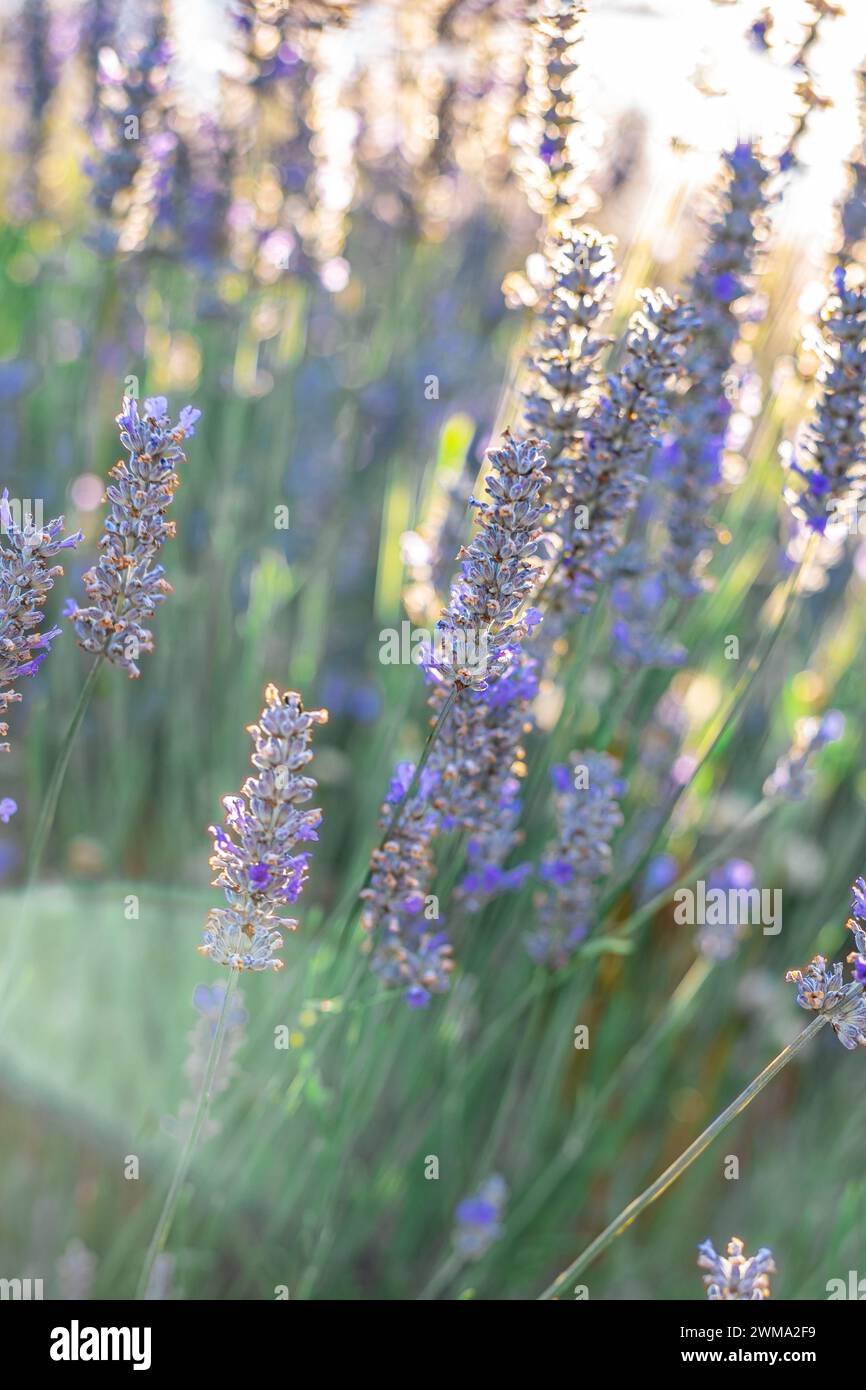 lavande dans un champ dans le soleil de fin d'après-midi incandescent avec éruption solaire. Photo de haute qualité Banque D'Images