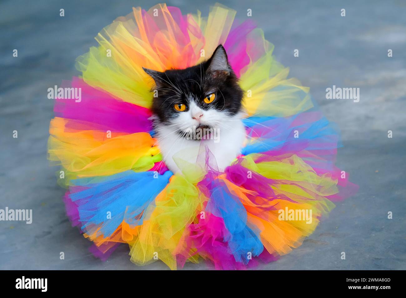 Chat mignon avec les yeux brun clair assis sur le textile net coloré et regardant vers le haut Banque D'Images