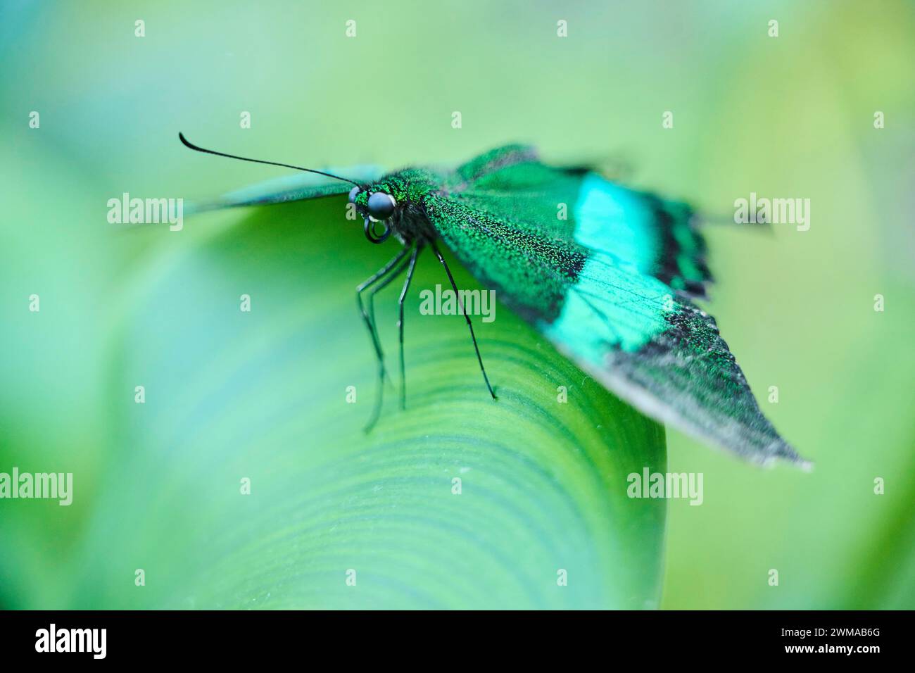 Papillon à queue d'araignée émeraude (Papilio palinurus) assis sur une feuille, Allemagne Banque D'Images