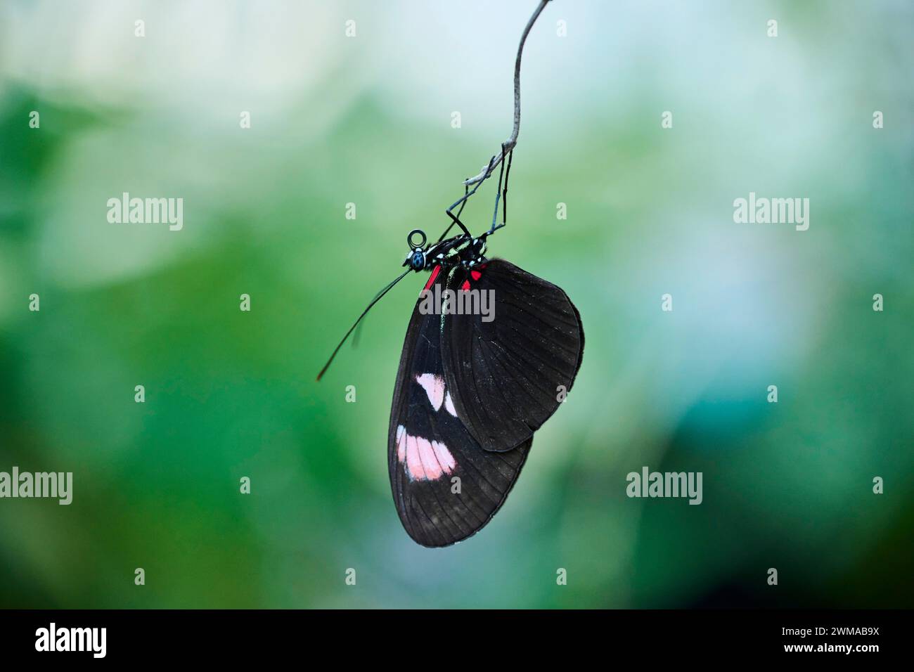 Sara Longwing (Heliconius sara) papillon suspendu dans une serre, Allemagne Banque D'Images