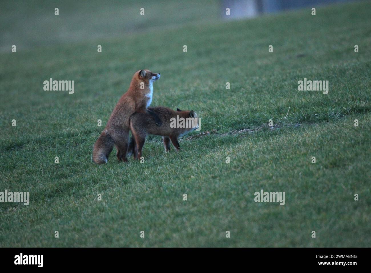 Saison d'accouplement du renard (Vulpes vulpes), appelé Ranzzeit, mâle s'accouplant avec la femelle sur un pré sans neige, Allgaeu, Bavière, Allemagne Banque D'Images