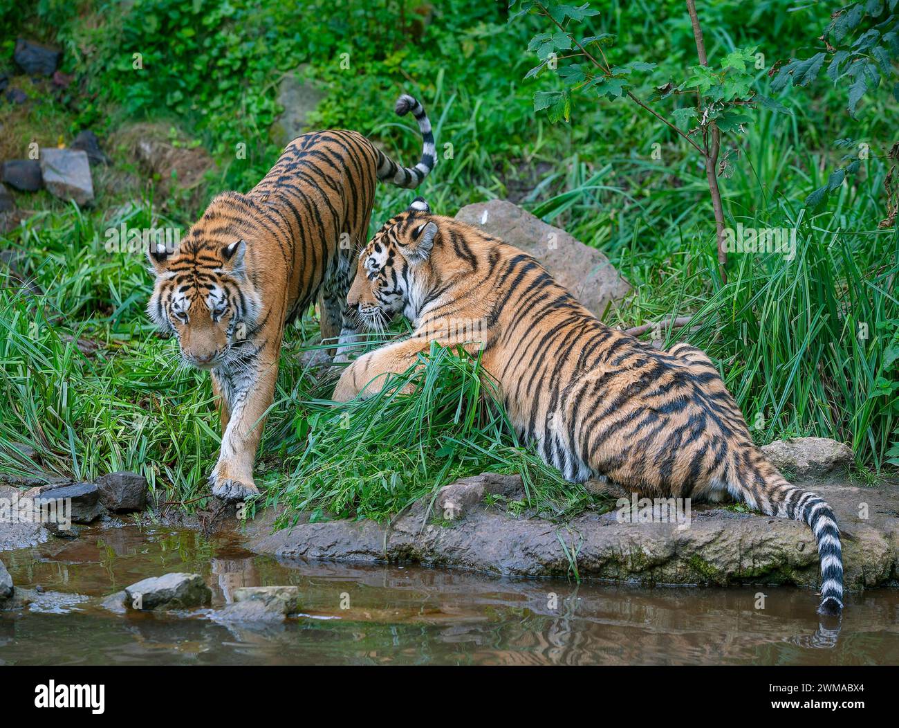 Tigre de Sibérie (Panthera tigris altaica), deux tigres, captifs, Allemagne Banque D'Images