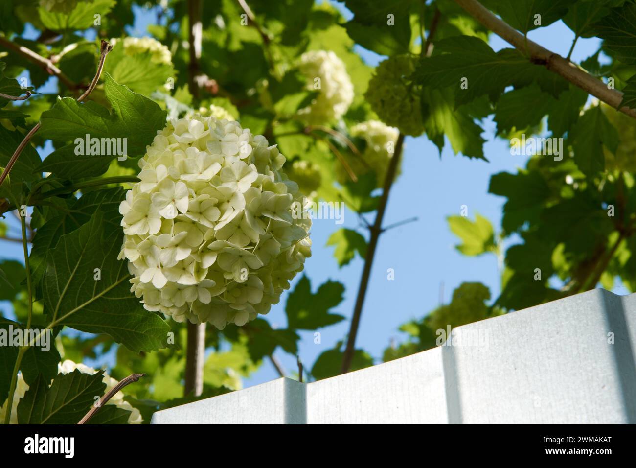 Belles fleurs blanches florissantes Viburnum Opulus sur un fond de ciel bleu et une clôture près d'une maison de campagne Banque D'Images