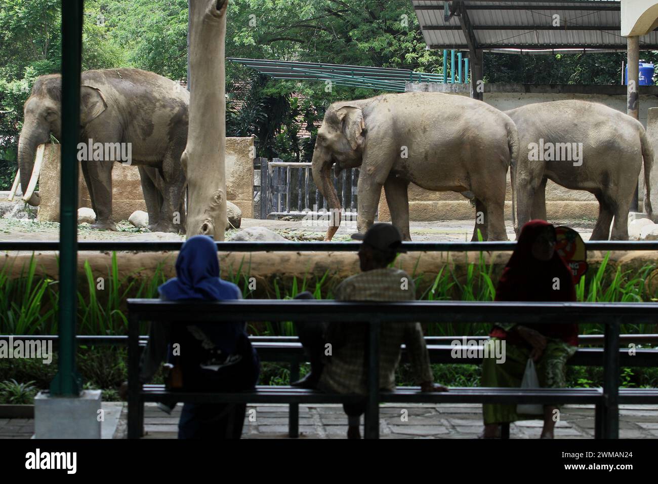 25 février 2024, Yogyakarta, région spéciale de Yogyakarta, Indonésie : les gens regardent l'éléphant de Sumatra (Elephas maximus sumatrensis) au zoo de Gembira Loka, Yogyakarta. (Crédit image : © Angga Budhiyanto/ZUMA Press Wire) USAGE ÉDITORIAL SEULEMENT! Non destiné à UN USAGE commercial ! Banque D'Images