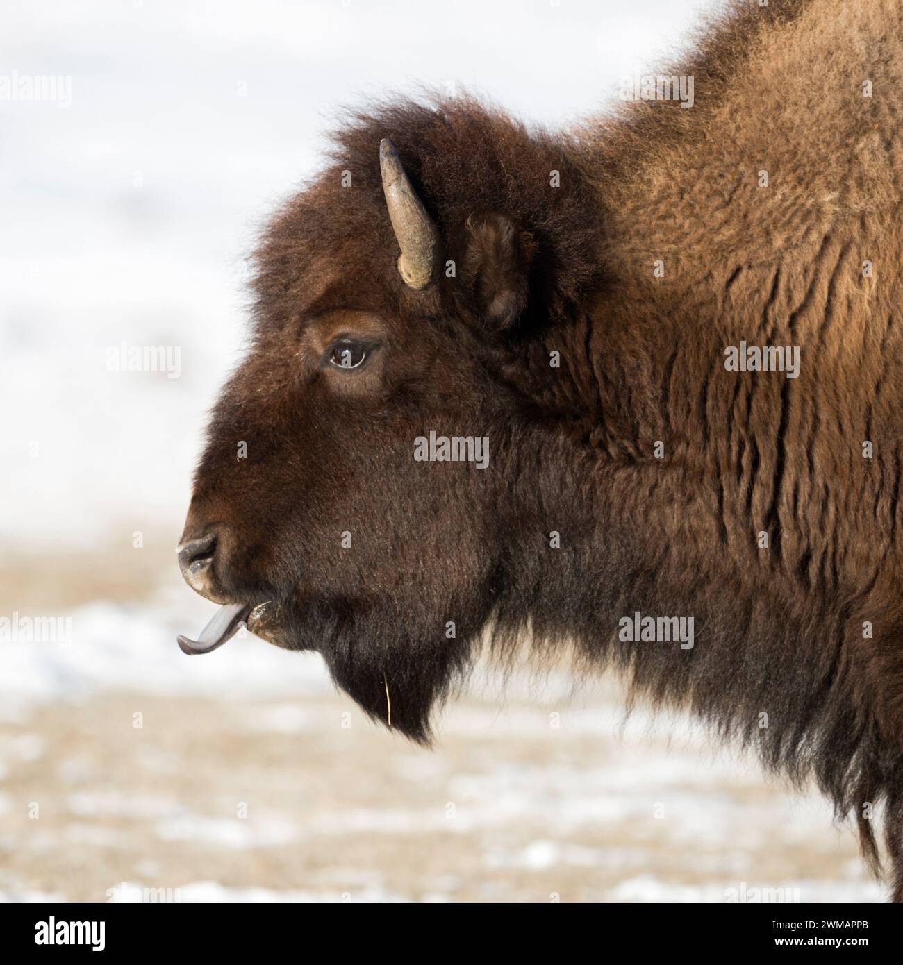 Bison américain ( bison bison ) en hiver, léchant sa langue bleue, photo détaillée de la tête, faune, parc national de Yellowstone, Wyoming, ÉTATS-UNIS. Banque D'Images