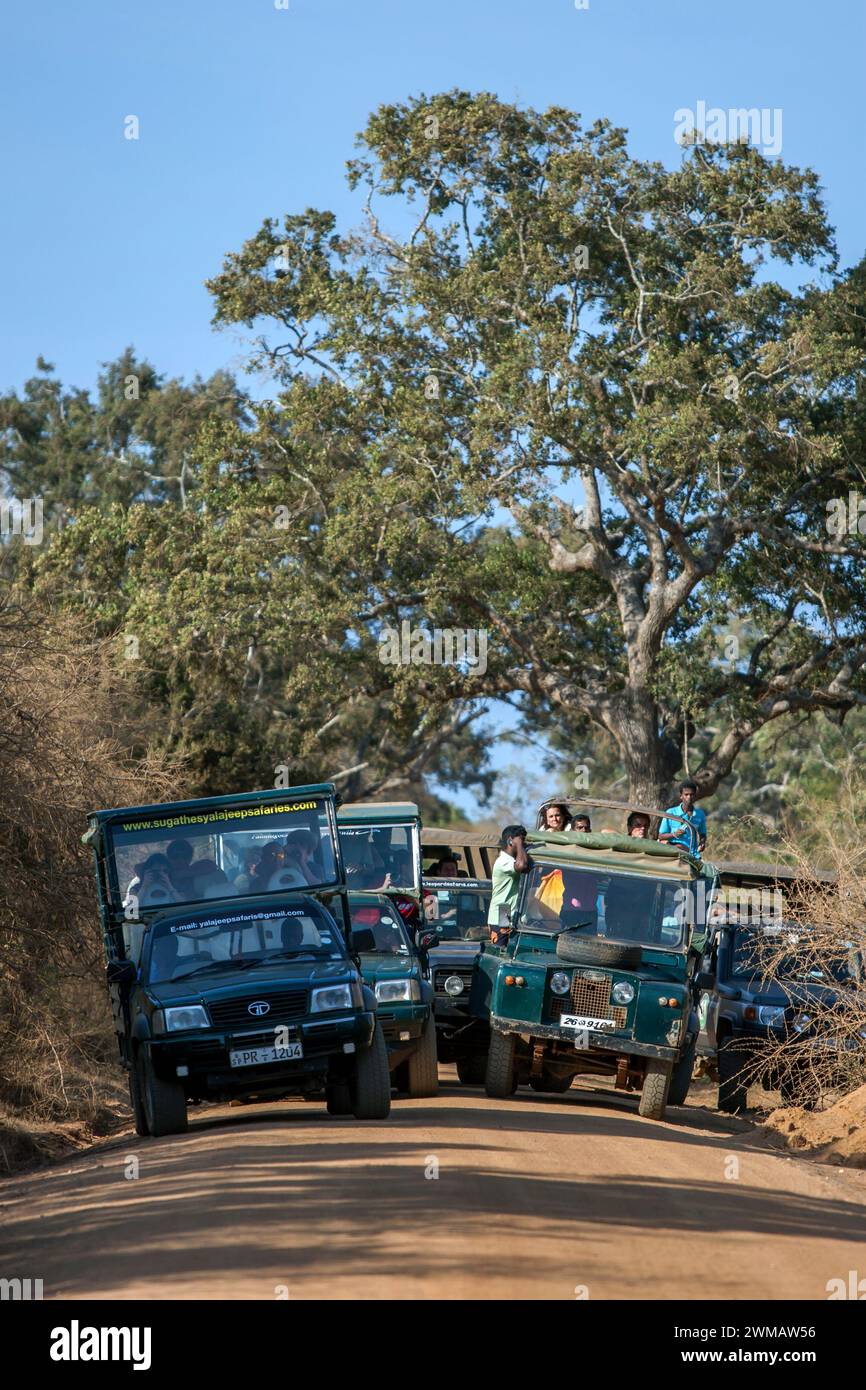 Safari jeeps espérant voir un léopard bloquer une route dans le parc national de Yala à Tissamaharama au Sri Lanka. Banque D'Images