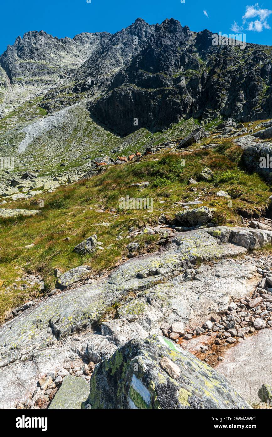 Étonnant Zadna Javorova dolina vallée avec troupeau de chamois soufflet Ladovy stit sommet de montagne dans les hautes montagnes Tatras en Slovaquie pendant l'été Banque D'Images