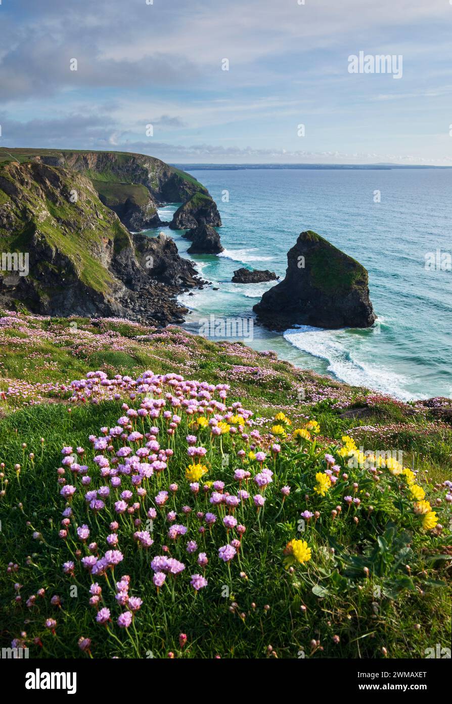Thrift à Bedruthan Steps Banque D'Images