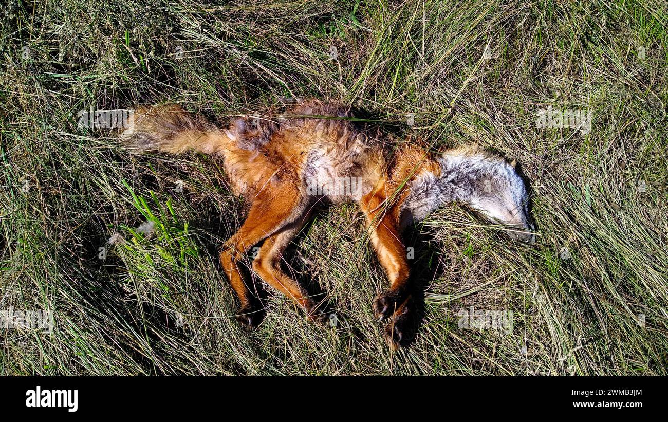 Un animal périmé est visible au milieu de l'herbe, montrant des signes de décomposition et d'exposition aux éléments. Le corps d'un renard mort. La décomposition de l'animal mort Banque D'Images