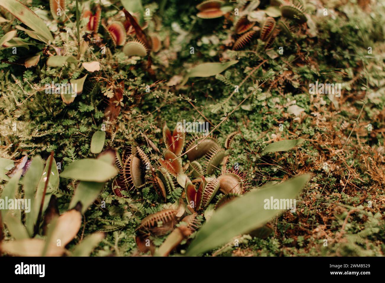 Plantes sauvages dangereuses poussant dans la nature. Fond tropical vert exotique naturel Banque D'Images
