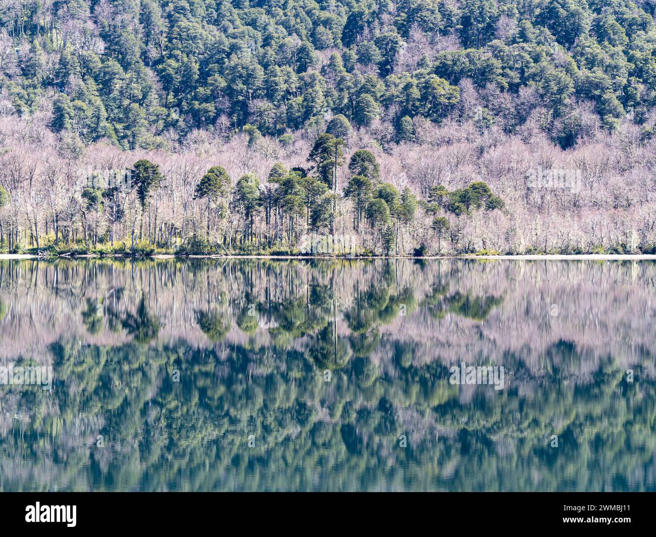 Lac Lago Quilleihue, surface calme, reflets sur l'eau, arbres araucaria, NP Villarica près de Paso Tromen Ó Mamuil Malal, Chili Banque D'Images