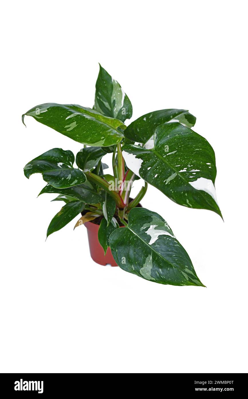Plante d'intérieur tropicale 'Philodendron White Princess' avec feuilles panachées sur fond blanc Banque D'Images