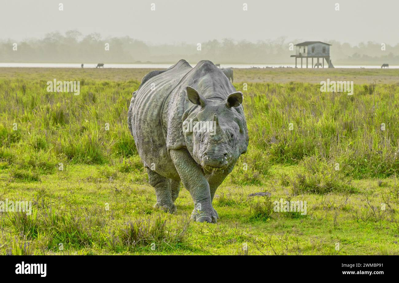 Rhinocéros à une corne dans le parc national de Kaziranga, Assam, Inde Banque D'Images