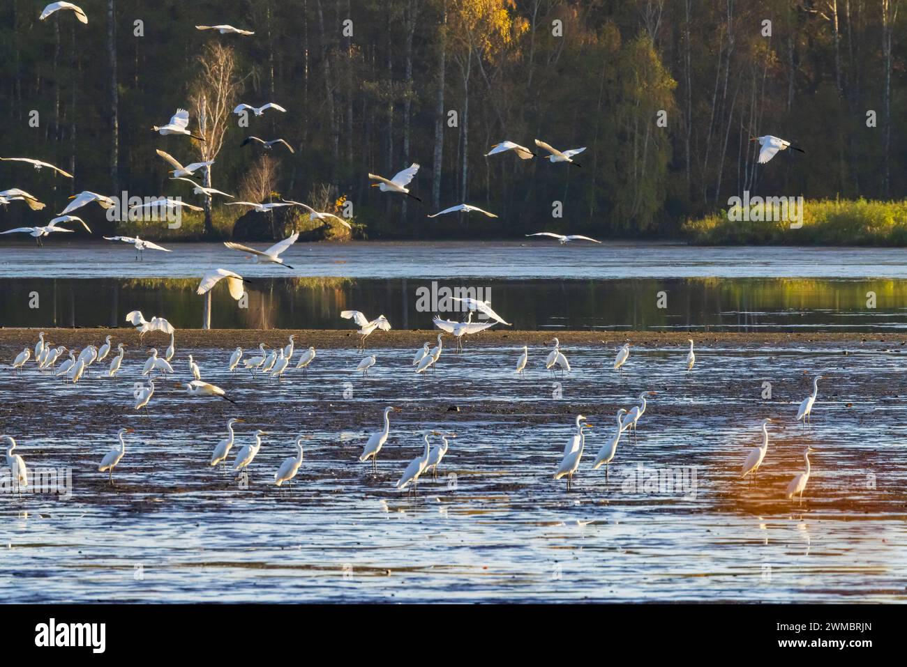 Héron blanc, (Ardea alba, Egretta alba), paysage d'automne dans la région de Trebonsko, Bohême du Sud, République tchèque Banque D'Images