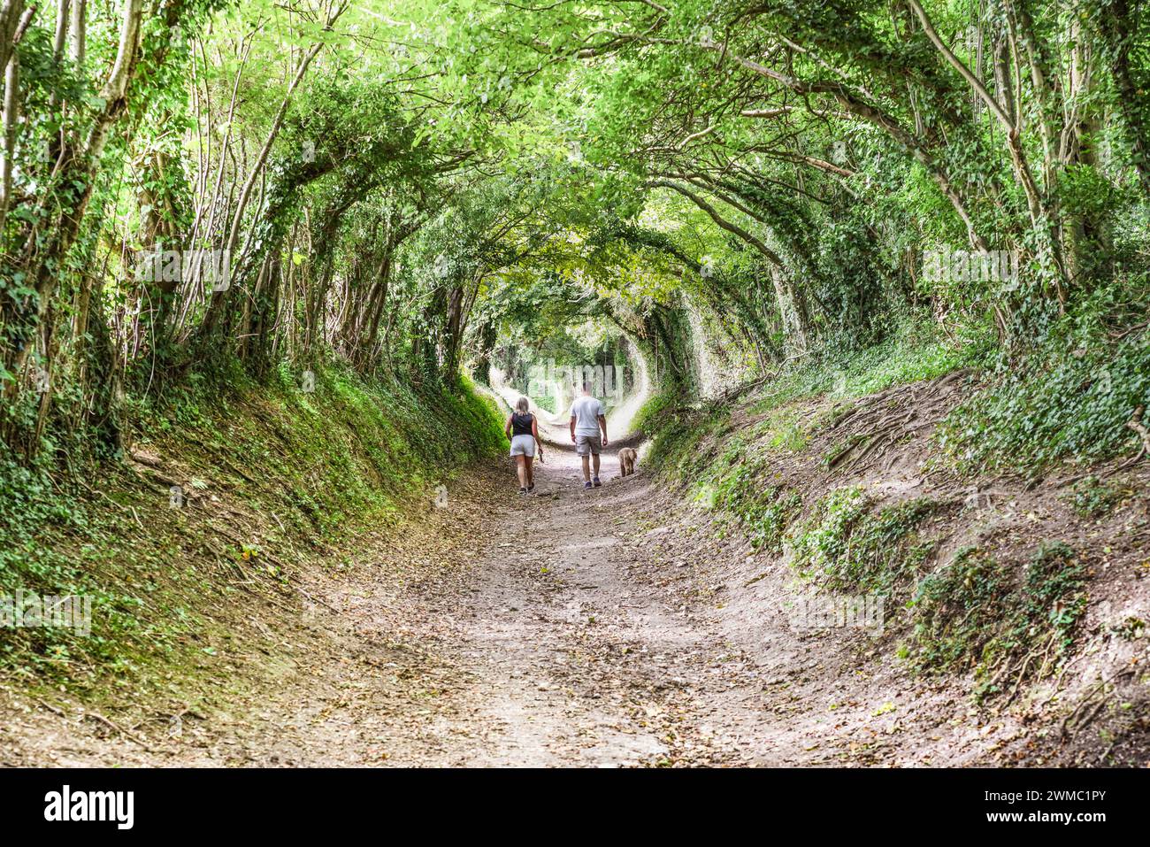 Halnaker Tree tunnel - un tunnel naturel d'arbres près de Chichester menant au moulin à vent Halnaker (West Sussex, Angleterre) Banque D'Images