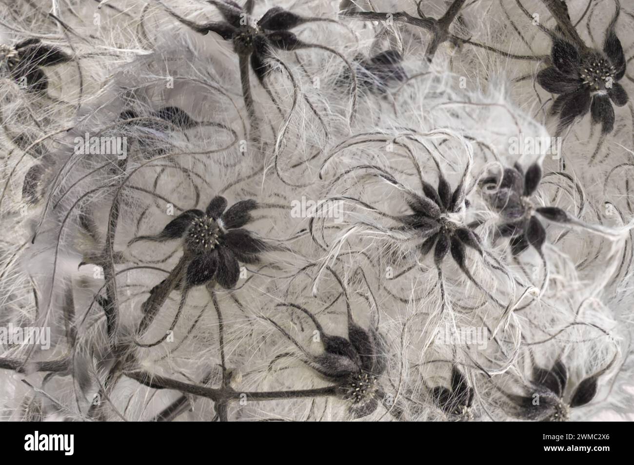 Détail d'une plante clématite en hiver comme toile de fond en noir et blanc Banque D'Images