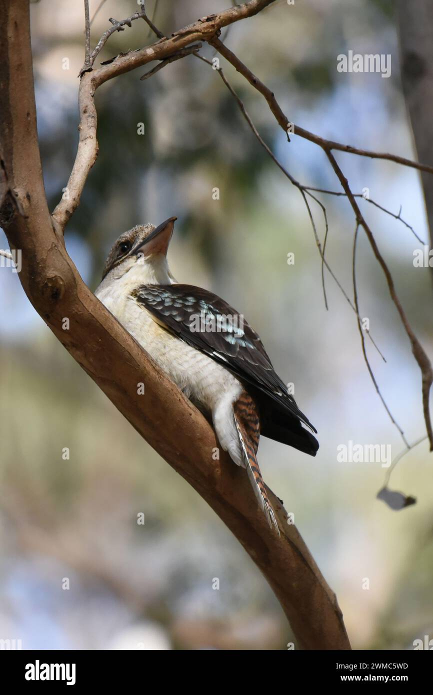 Le kookaburra riant (Dacelo novaeguineae) est un grand martin-pêcheur robuste avec une tête blanchâtre et un bandeau brun Banque D'Images