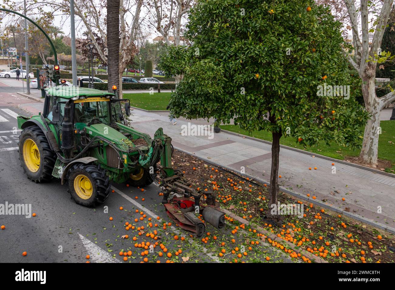 Un tracteur de conseil est utilisé pour ramasser des oranges amères mûres idéales pour la marmelade. (Pas pour manger) alors que les ouvriers à proximité utilisent la taille aussi Banque D'Images