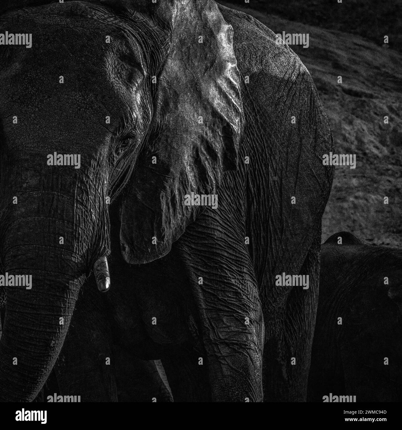 Éléphant en monochrome Banque D'Images