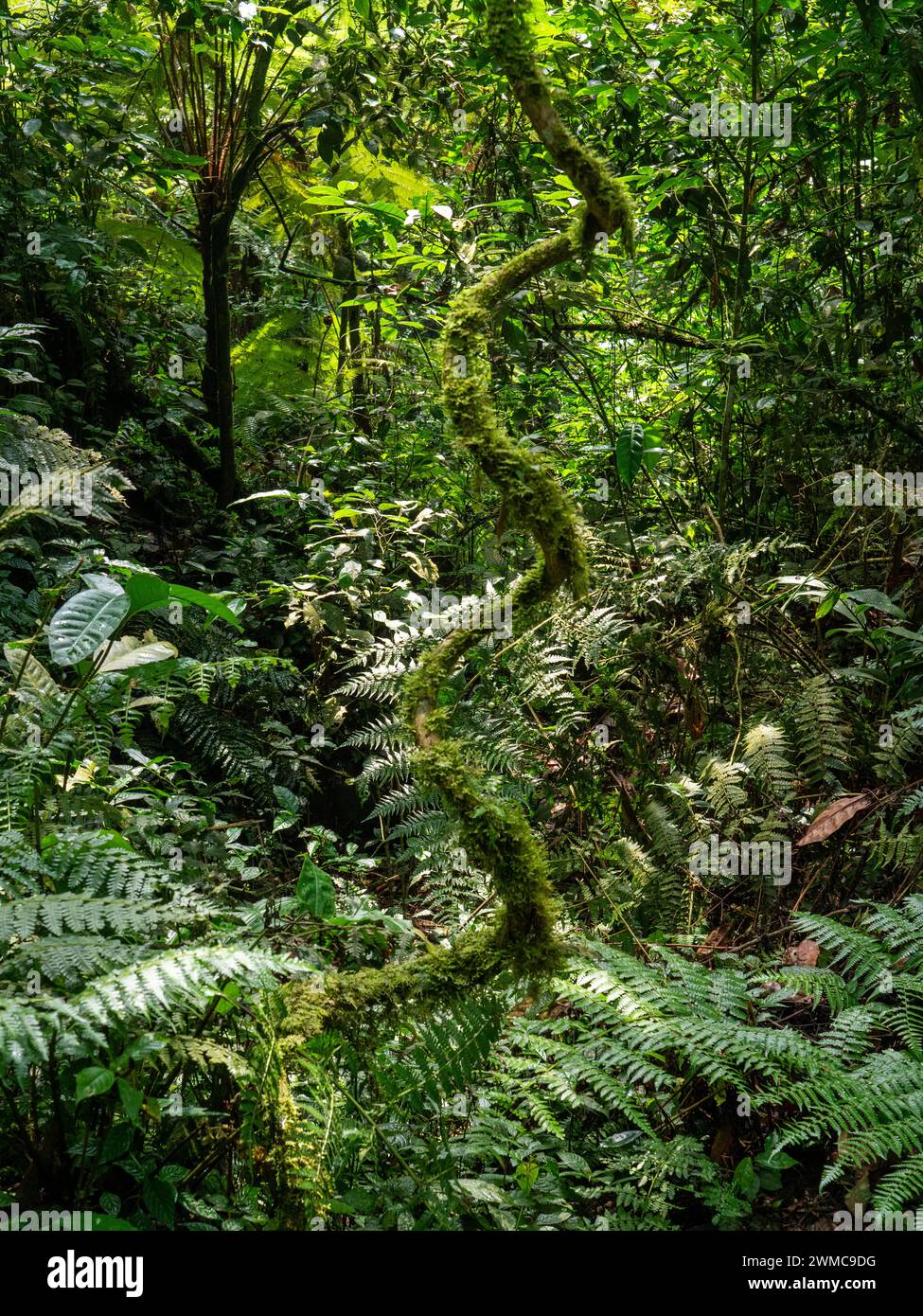 Forêt tropicale du parc national impénétrable de Bwindi, Ouganda. Le parc a été classé au patrimoine mondial de l'UNESCO en 1994. La forêt tropicale humide de B Banque D'Images