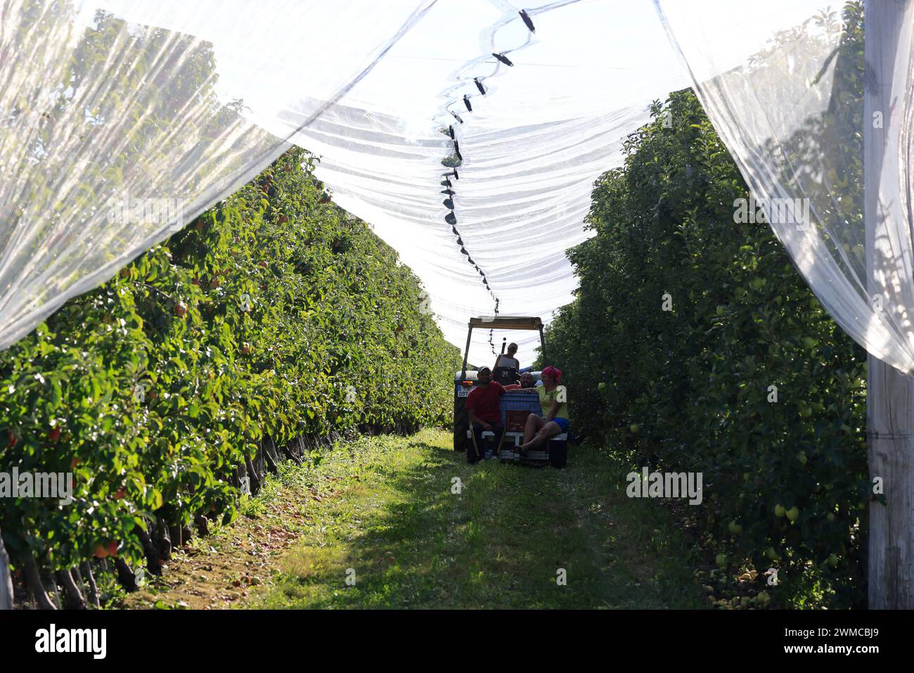 Récolte de pommes sur « la route de la pomme Limousin » en France. Agriculture, pomiculture, alimentation humaine et crise des revenus agricoles pour les agriculteurs. Corrè Banque D'Images