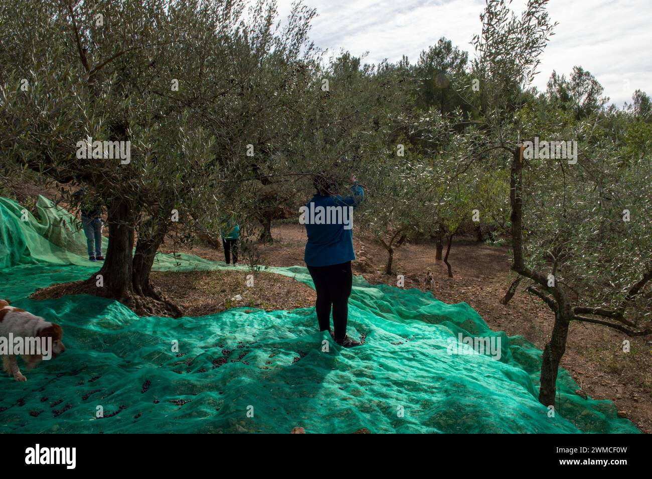 les gens dans une oliveraie effectuant le processus de récolte des olives à la main Banque D'Images