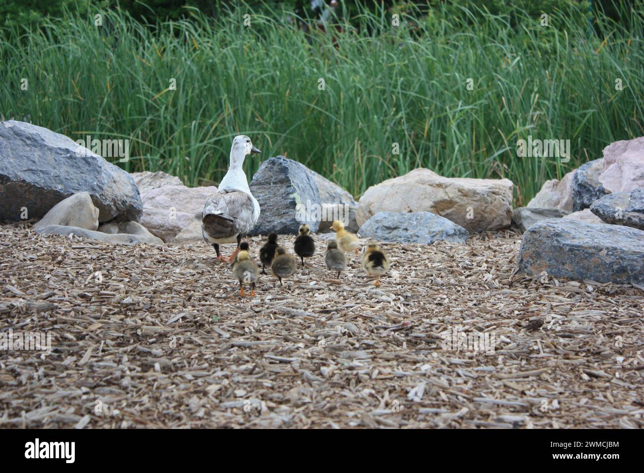 Vue arrière d'un canard femelle et ses canetons marchant vers un étang, Provo, Utah, USA Banque D'Images