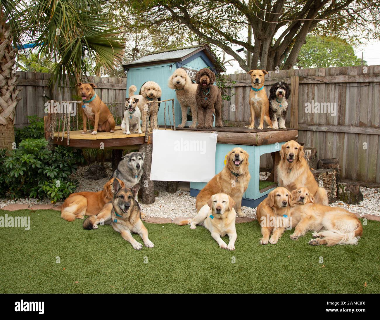 Groupe de chiens assortis assis par une maison de chien dans un jardin à côté d'un panneau blanc, Floride, États-Unis Banque D'Images