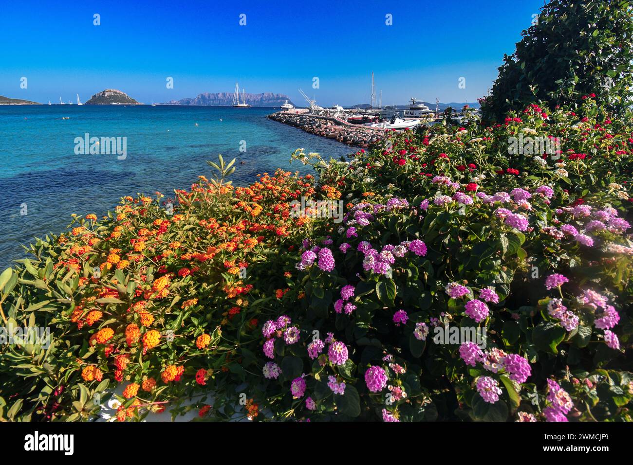 Fleurs en fleurs le long du front de mer, Baia Caddinas, Olbia, Sardaigne, Italie Banque D'Images