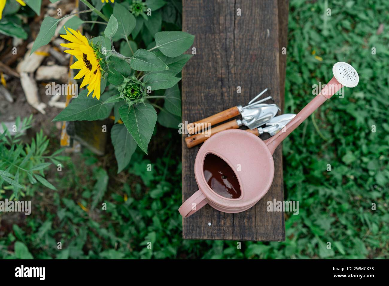 Vue aérienne d'un arrosoir et des outils de jardinage sur un banc en bois par des tournesols en été, Biélorussie Banque D'Images