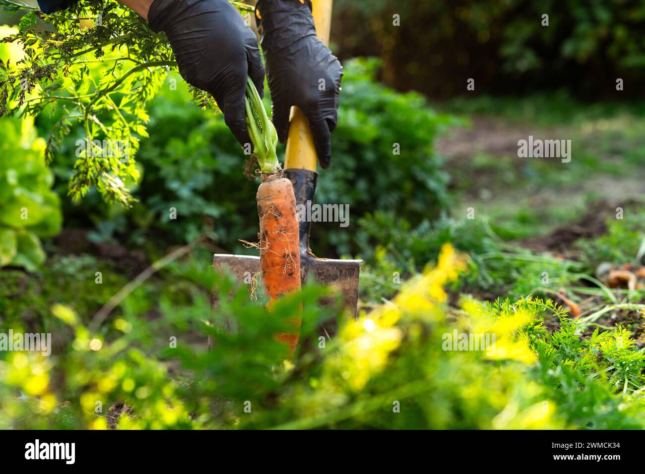 Gros plan d'une femme creusant des carottes dans son potager en été, Biélorussie Banque D'Images