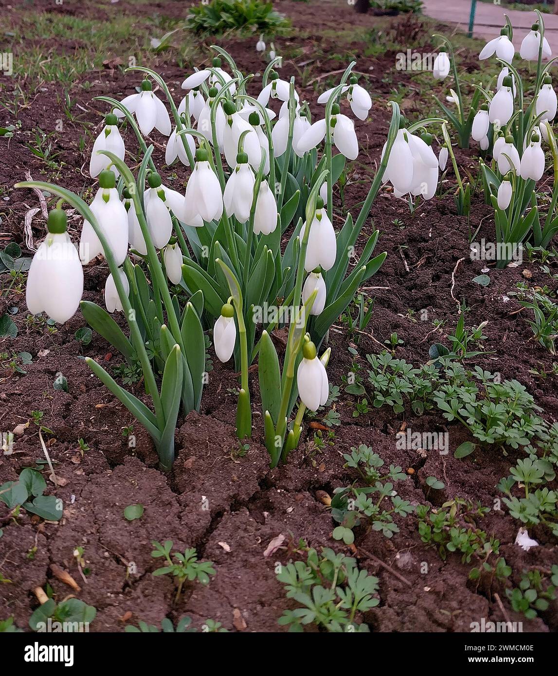 Un buisson de gouttes de neige a fleuri et fleuri dans son environnement naturel dans le sol Banque D'Images