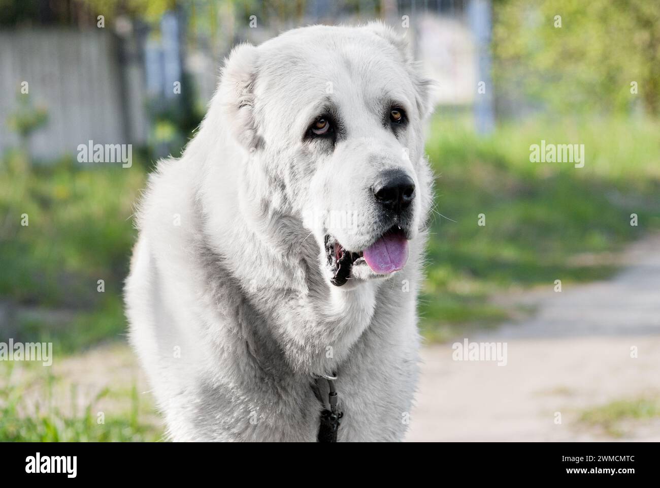 portrait en gros plan d'un chien blanc de grande race alabai, Banque D'Images