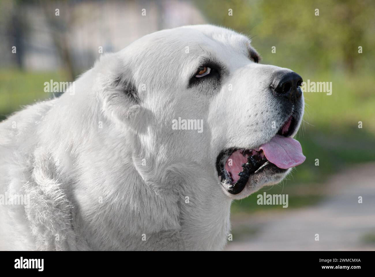 portrait en gros plan d'un chien blanc de grande race alabai, rouler les yeux émotionnellement Banque D'Images