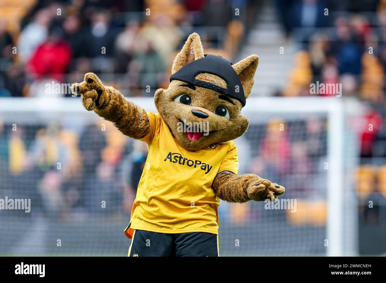 Wolverhampton, Royaume-Uni. 25 février 2024. La mascotte des loups en photo avant le match de premier League entre Wolverhampton Wanderers et Sheffield Utd à Molineux, Wolverhampton, Angleterre, le 25 février 2024. Photo de Stuart Leggett. Utilisation éditoriale uniquement, licence requise pour une utilisation commerciale. Aucune utilisation dans les Paris, les jeux ou les publications d'un club/ligue/joueur. Crédit : UK Sports pics Ltd/Alamy Live News Banque D'Images