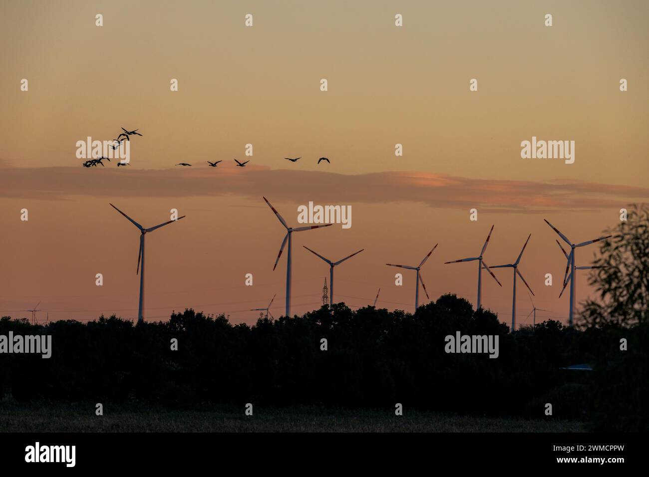 Energierzeugung Windpark im Sonnenuntergang mit Vogel Banque D'Images