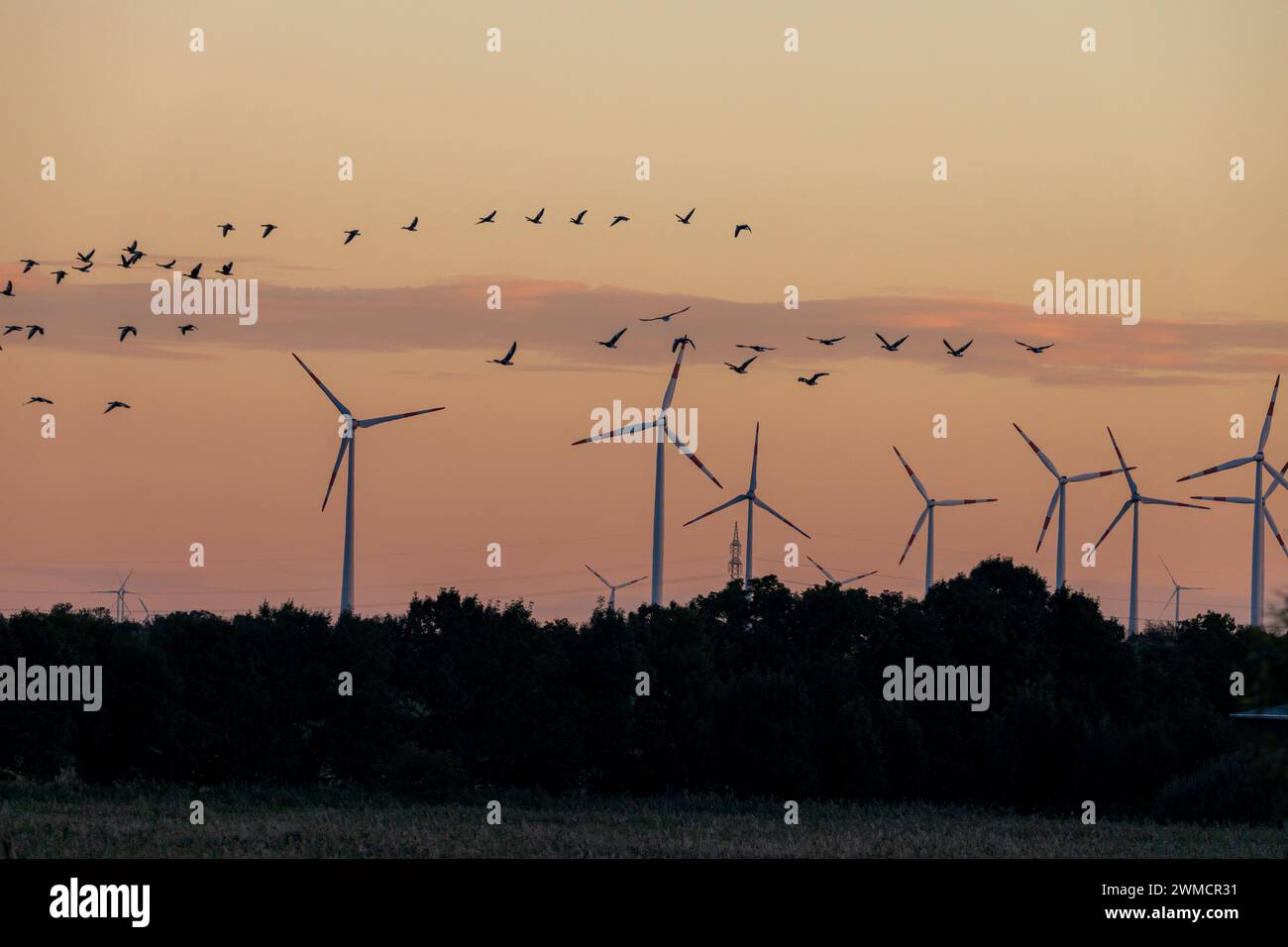 Energierzeugung Windpark im Sonnenuntergang mit Vogel Banque D'Images