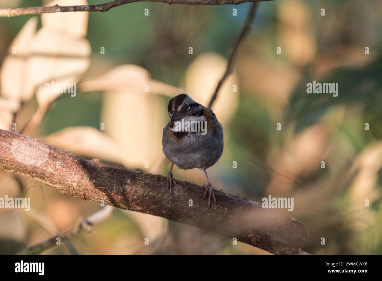 Moineau perché à col roux (Zonotrichia capensis). Un moineau de montagne en Colombie Banque D'Images