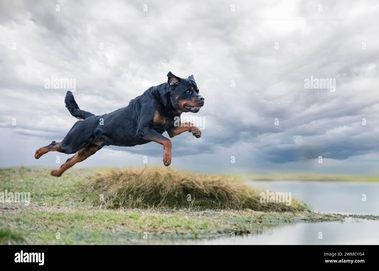 homme adulte rottweiler lave-vaisselle dans la rivière Banque D'Images