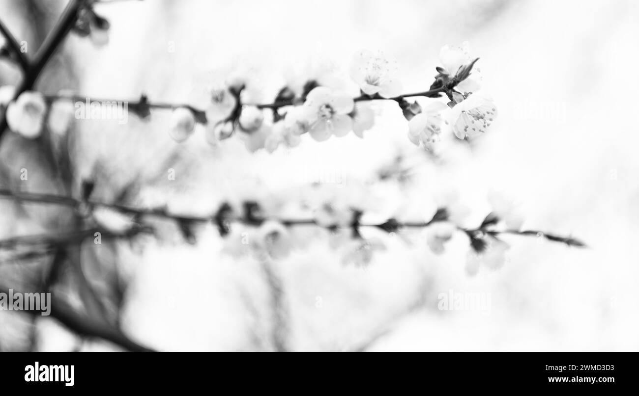 Fleurs d'amande fleuries sur les branches d'arbre au printemps sur fond naturel flou, fleur Banque D'Images Fleurs d'amande fleuries sur les branches d'arbre au printemps sur fond naturel flou, fleur Banque D'Images