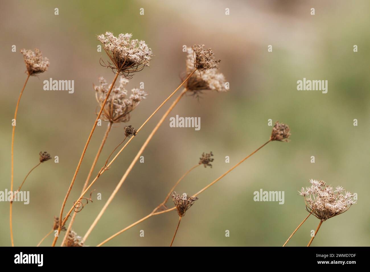 Mauvaises herbes dans le champ agricole pendant l'hiver, Alcoy, Espagne Banque D'Images