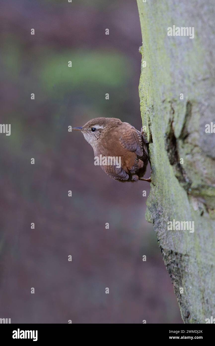 Eurasian Wren Troglodytes troglodytes un petit passereau brun avec une queue armée accrochée à un tronc d'arbre sur fond diffus Banque D'Images