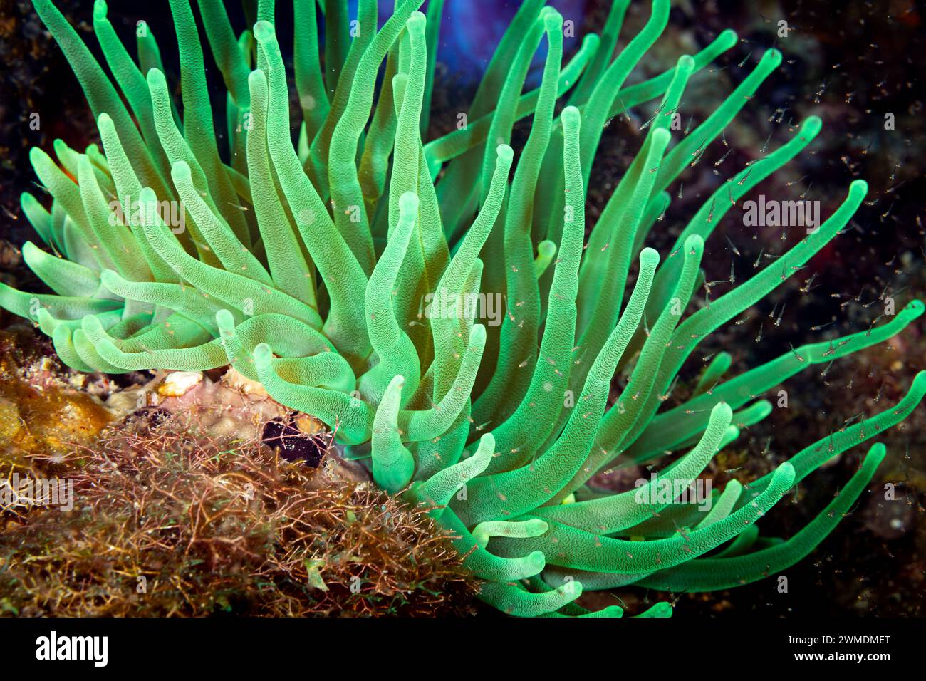 Belle et colorée mer Anémone verte, actiniaria, avec de longs tentacules sur le récif corallien Banque D'Images