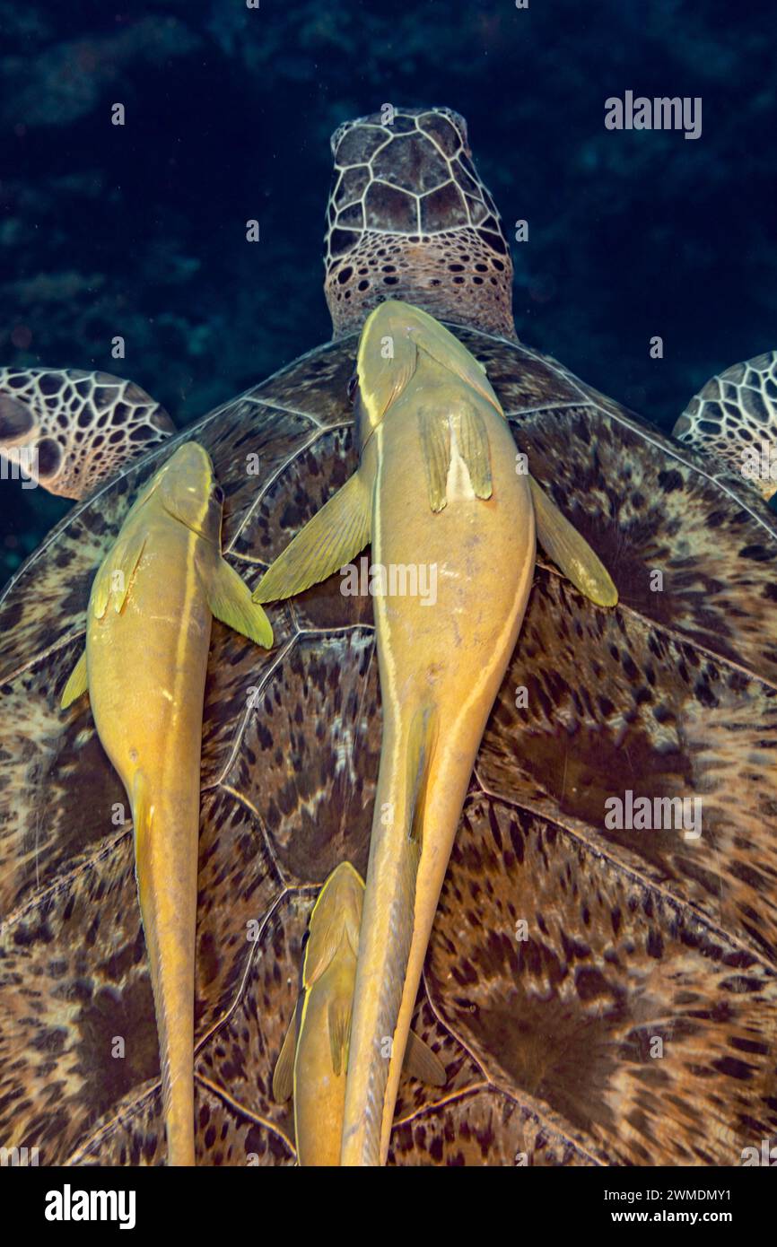 2 poisson Remora commun, Remora remora, attaché à la coquille d'une tortue verte, Chelonia mydas, nageant dans les eaux tropicales bleues Banque D'Images