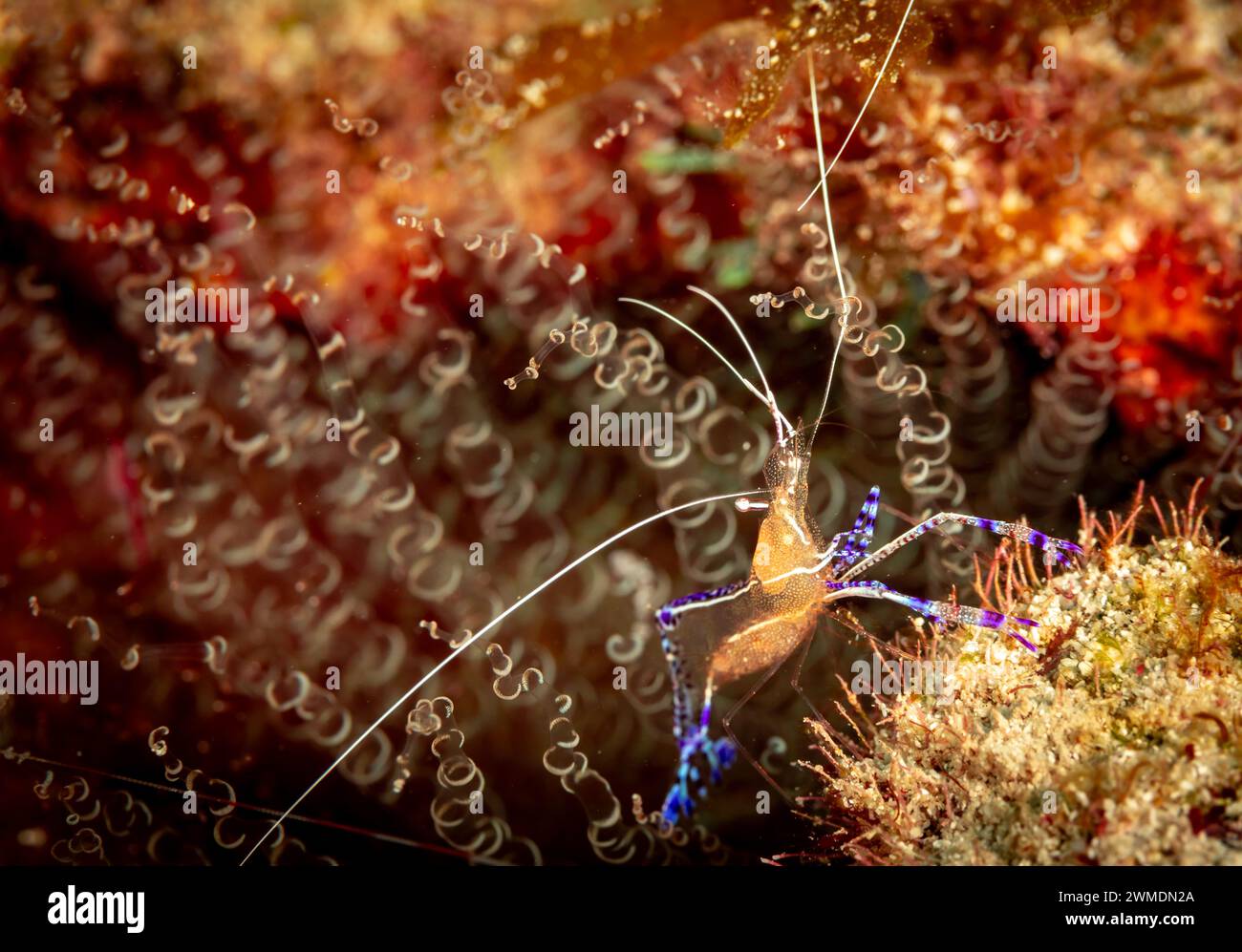 Macro vue rapprochée de Cleaner Shrimp sur le récif corallien Banque D'Images