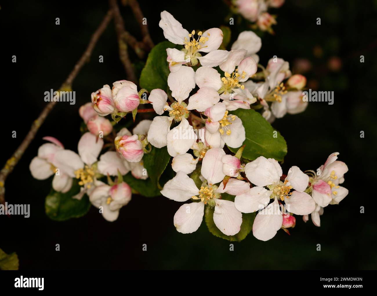 Malus sylvestris 'pomme de crabe' - FLEUR Banque D'Images